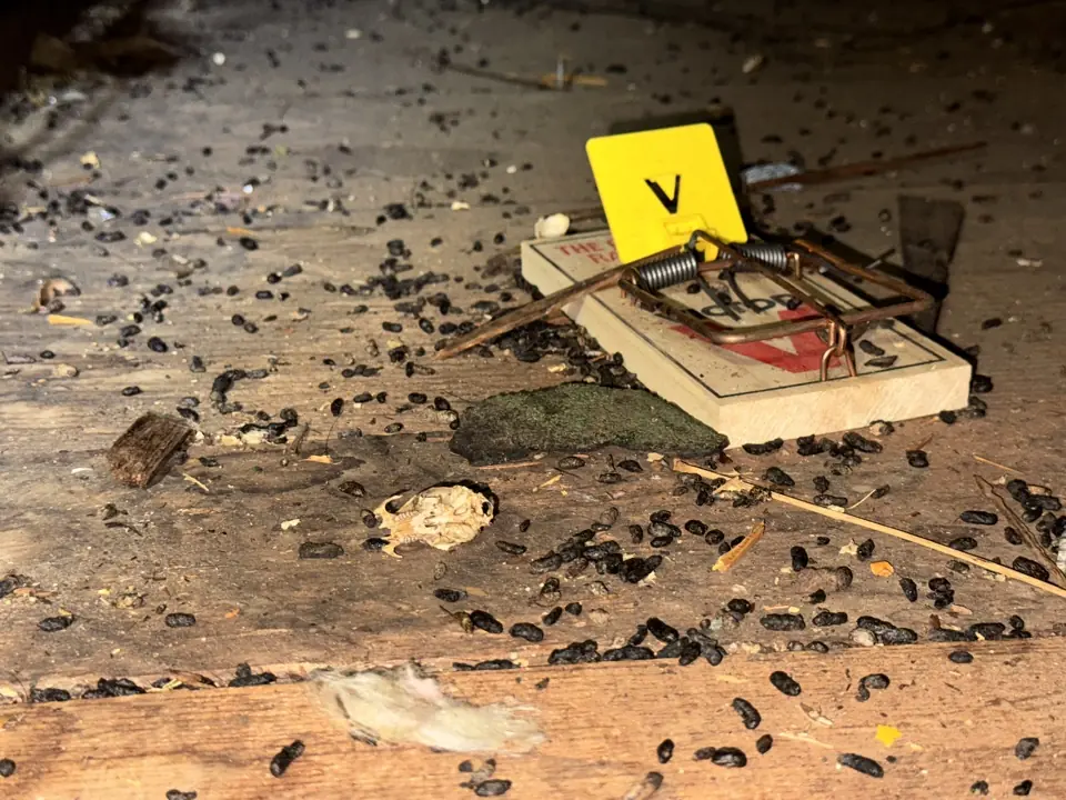 Addressing Unique Rodent Vulnerabilities in Historic Los Angeles Stucco Homes
