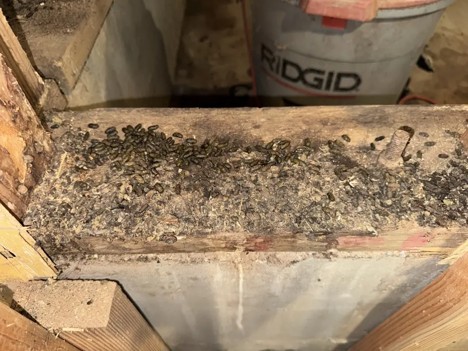 Cellulose vs. Fiberglass Insulation: Which Material Better Resists Rodent Burrowing