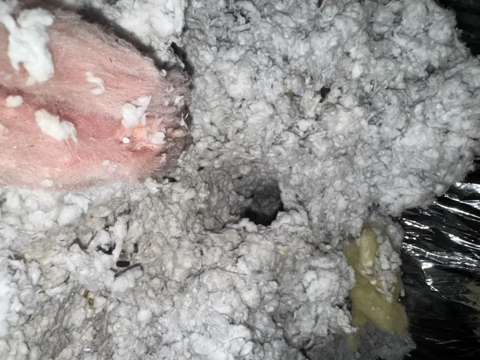 The Anatomy of a Rodent-Proof Roof Return: Sealing the Most Overlooked Entry Point