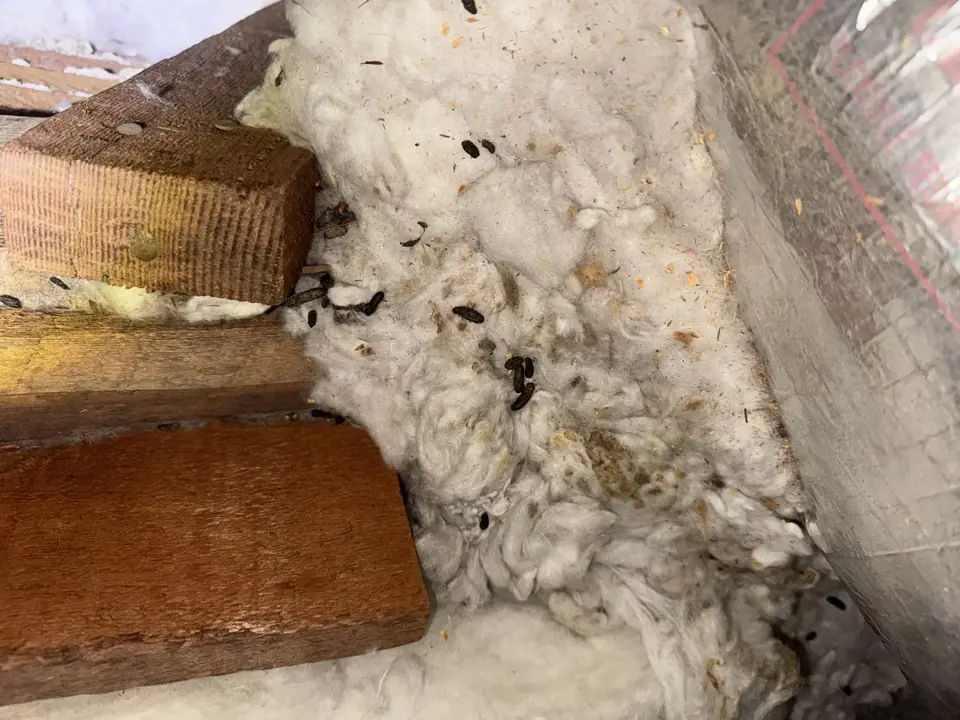 What Happens When You Turn On Your Heater With Rodent-Soiled Insulation in the Attic