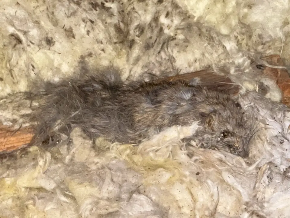 How Santa Barbara's Coastal Climate Impacts Roof Rat Nesting Behaviors