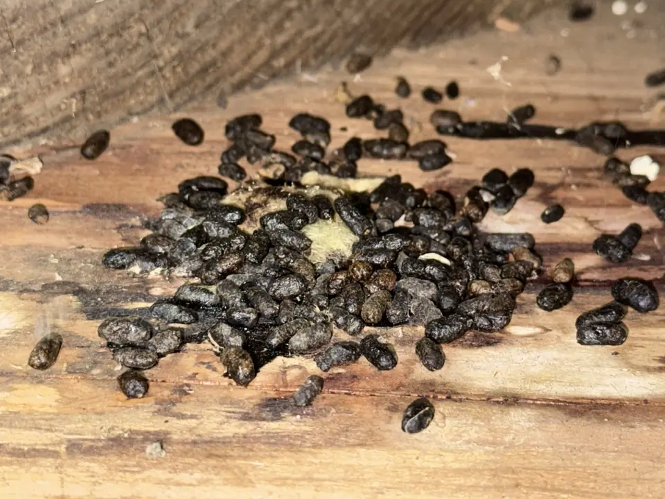 Evaluating Home Remedies for Dead Rodent Odors vs. Professional Extraction