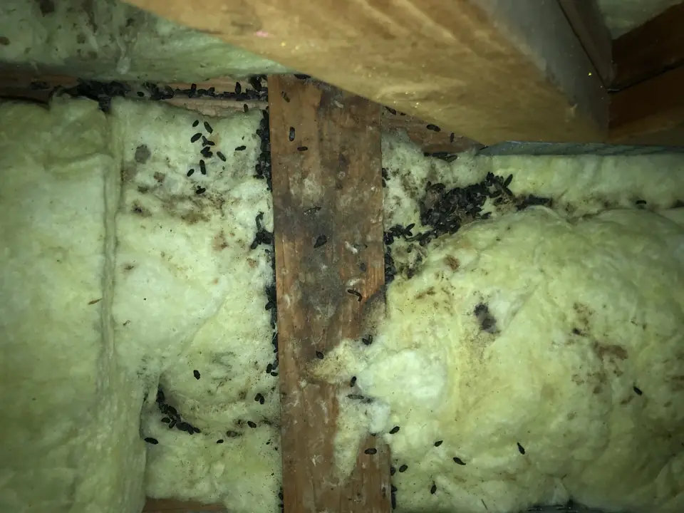 Why High-Protein Baits Outperform Sweets When Trapping Roof Rats in Attics