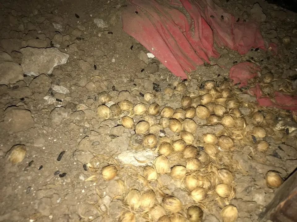 Visual Identification: Distinguishing a Juvenile Norway Rat from an Adult Roof Rat