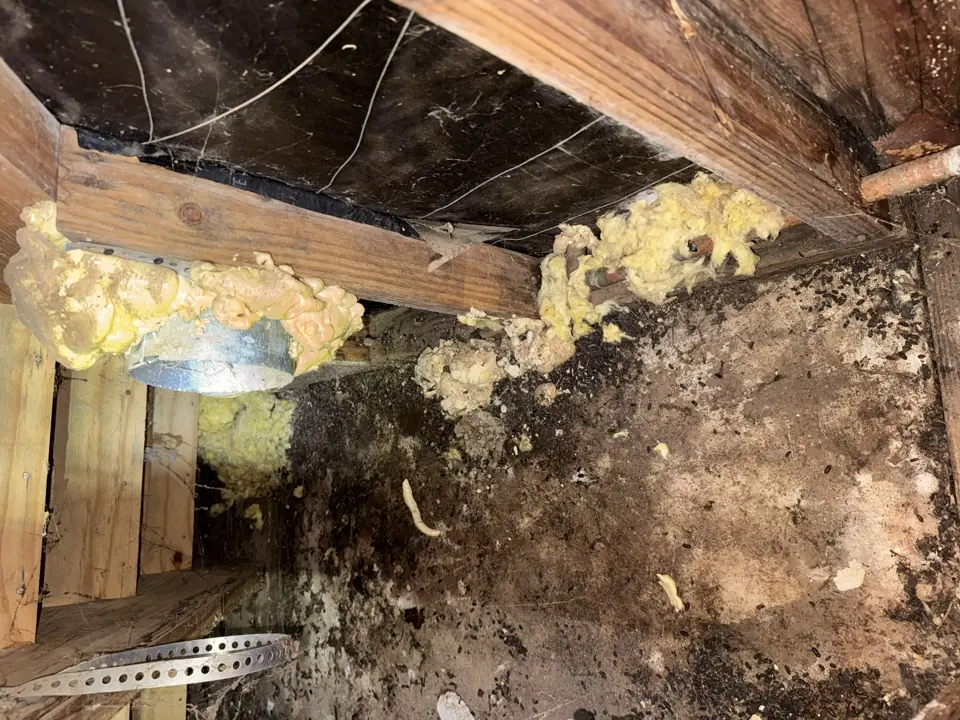 Identifying Compromised HVAC Ductwork During a Post-Infestation Attic Cleanout